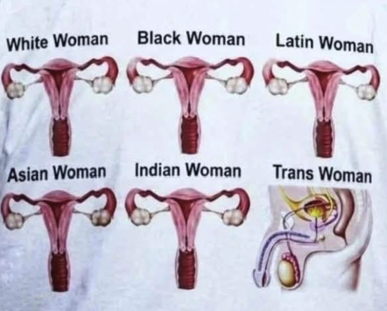 TransAnatomy.png